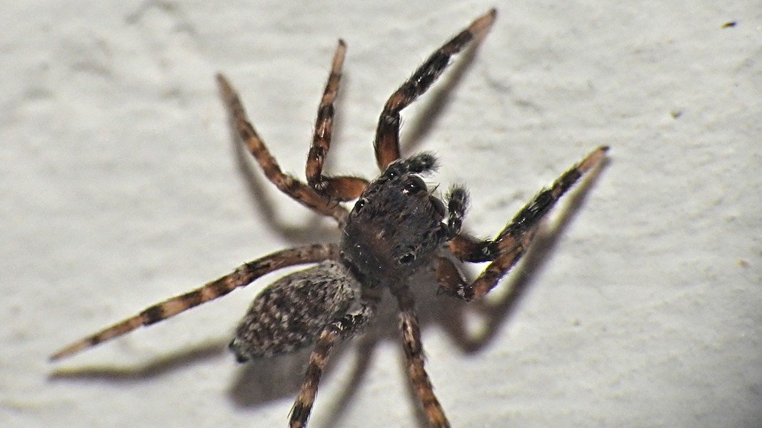 Randfleck-Springspinne.jpg