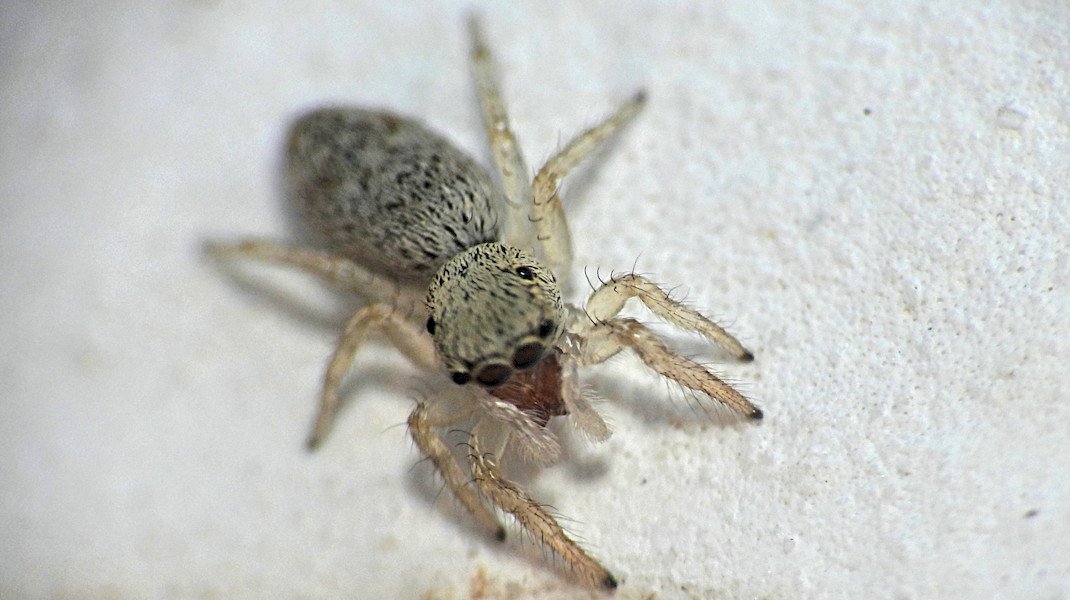 Rindenspringspinne.jpg
