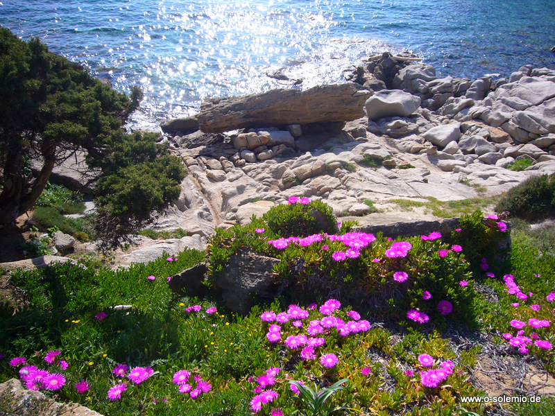 Sardinien Gallura April 2010-314.jpg