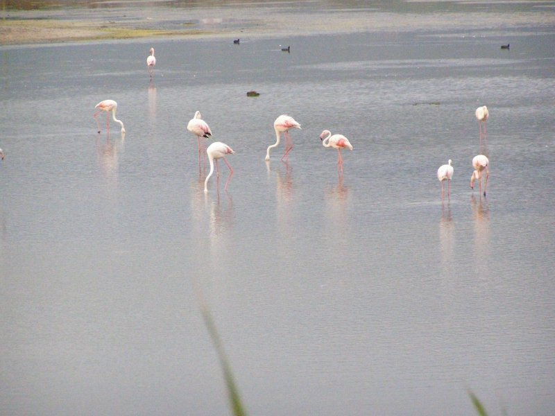 Sardinien2011 (383).JPG