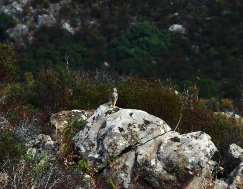 Turmfalke.jpg