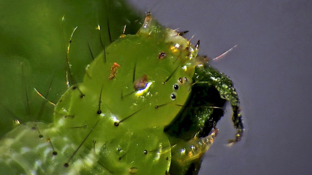 Wasserminzen-Goldeule, Raupe.jpg