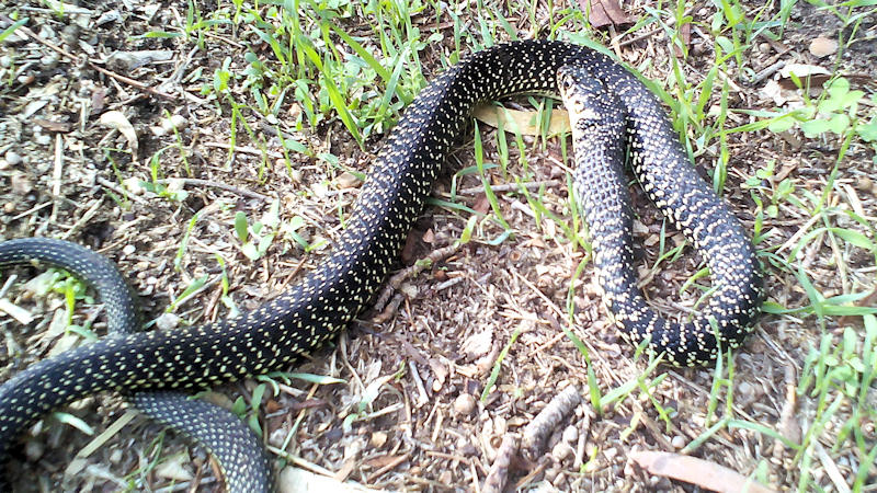 Zornnatter frisst, 3.jpg