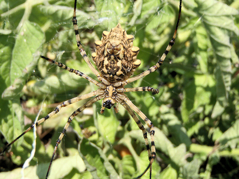 Wespenspinne2.JPG