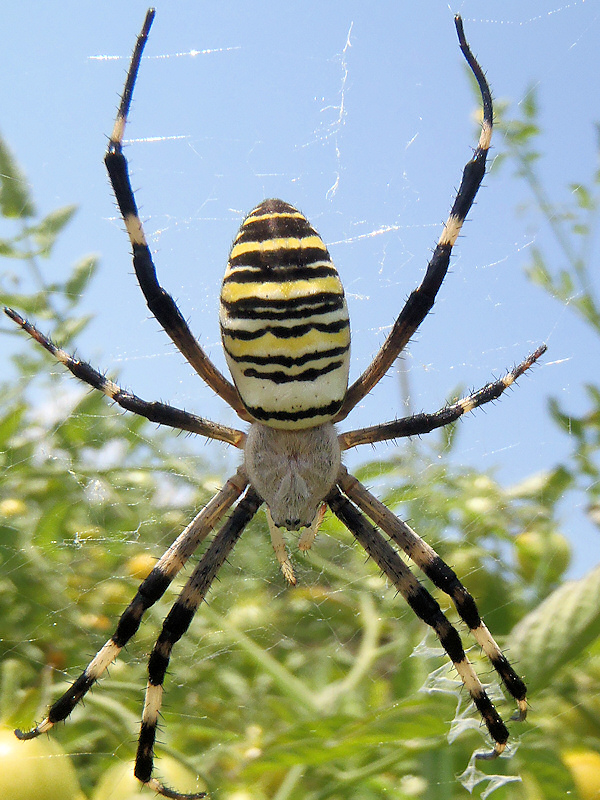 Wespenspinne3.JPG