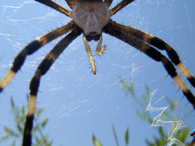 Wespenspinne1.JPG
