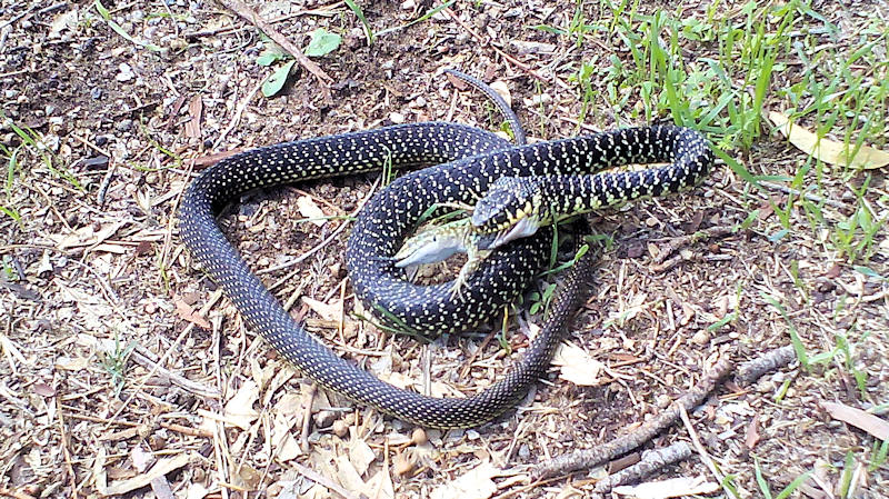 Zornnatter frisst, 2.jpg